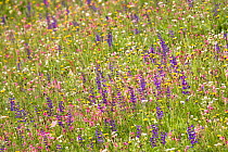 Meadow in early summer showing purple flower spikes of Meadow Clary (Salvia pratensis). Austrian Alps, Nordtirol, 1700 metres altitude, June.