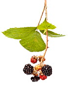 Blackberries on Bramble (Rubus plicatus) plant