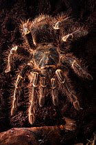 Chaco Golden Knee Tarantula male {Grammastola aureostriatum}. Captive, originating from South America.