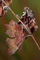 Comma butterfly (Polygonia c-album) camouflaged amongst dead vegetation. Peak District National Park, Derbyshire, UK, September.