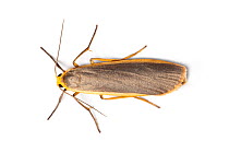 Common footman moth (Eilema lurideola).