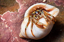 Common hermit crab (Pagurus bernhardus) living in snail shell, Isle of Skye, Scotland, UK