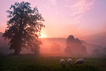 Sunrise over fields with sheep grazing near Cromford, Derbyshire Dales, UK, September 2010.