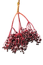 Elder berries (Sambucus nigra).