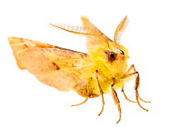 Canary-shouldered thorn moth (Ennomos alniaria).