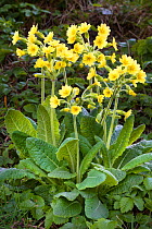 False oxlip (Primula vulgaris x veris), a hybrid of Cowslip and Common primrose, Peak District National Park, Derbyshire, April.