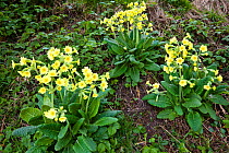 False oxlips (Primula vulgaris x veris), a hybrid of Cowslip and Common primrose, Peak District National Park, Derbyshire, April.
