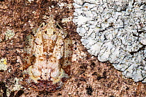 Flatid bug {family: Flatidae} camouflaged on tree bark. Lowland rainforest, Masoala Peninsula National Park, north east Madagascar, October