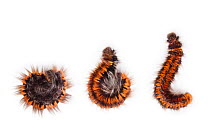 Fox moth caterpillar (Macrothylacia rubi) sequence unrolling from defensive rolled posture.