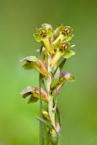 Frog orchid (Dactylorhiza viridis), Peak District National Park, Derbyshire, UK, May.