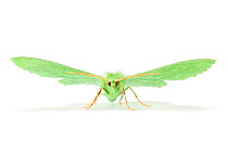 Large emerald moth (Geometra papilionaria).