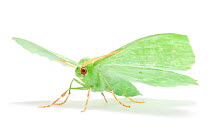 Large emerald moth (Geometra papilionaria).