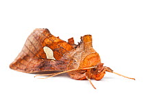 Gold spangle moth (Autographa bractea), showing leaf-mimicry camouflage.
