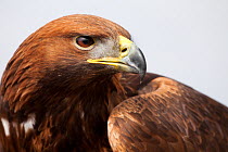 Golden eagle (Aquila chrysaetos) male. Captive, UK.