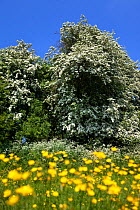 Hedgerow in flower during summer showing Hawthorn blossom (Crataegus monogyna), Cow parsley (Anthriscus sylvestris) and Buttercups (Ranunculus acris). Bonsall, Peak District National Park, Derbyshire,...