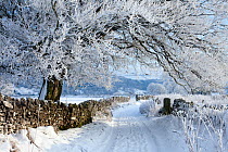 Tree coated in hoar frost along country lane near Eyam, Peak District National Park, Derbyshire, UK, December 2009.