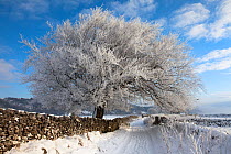 Tree coated in hoar frost along country lance near Eyam, Peak District National Park, Derbyshire, UK, December 2009.