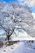 Tree coated in hoar frost by country lane near Eyam, Peak District National Park, Derbyshire, UK December 2009.