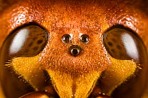 European hornet (Vespa crabro) head close up showing the three ocelli between the two compound eyes.