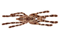 Indian ornamental tarantula (Poecilotheria regalis) male.