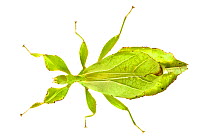 Leaf insect female (Phyllium siccifolium), showing leaf-mimicry camouflage.  Captive bred.