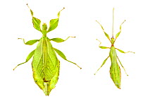 Leaf insects (Phyllium siccifolium) showing sexual dimorphism, female (left) male (right).
