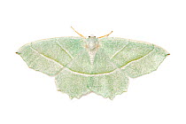 Light emerald moth (Campaea margaritata).