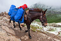 Pack mule carrying load on Tour de Mont Blanc long distance path. Alps, France, August 2010.