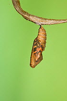 Painted lady butterfly (Vanessa / Cynthis cardui) emerging from chrysalis. Sequence 1/14.