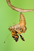 Painted lady butterfly (Vanessa / Cynthis cardui) emerging from chrysalis. Sequence 10/14.