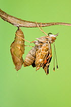 Painted lady butterfly (Vanessa / Cynthis cardui) emerging from chrysalis. Sequence 11/14.