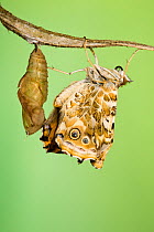 Painted lady butterfly (Vanessa / Cynthis cardui) emerging from chrysalis. Sequence 13/14.