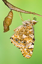 Painted lady butterfly (Vanessa / Cynthis cardui) emerging from chrysalis. Sequence 14/14.