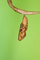 Painted lady butterfly (Vanessa / Cynthis cardui) emerging from chrysalis. Sequence 2/14.