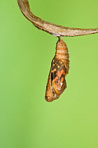 Painted lady butterfly (Vanessa / Cynthis cardui) emerging from chrysalis. Sequence 3/14.