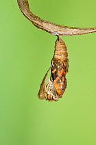 Painted lady butterfly (Vanessa / Cynthis cardui) emerging from chrysalis. Sequence 5/14.
