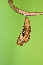 Painted lady butterfly (Vanessa / Cynthis cardui) emerging from chrysalis. Sequence 6/14.