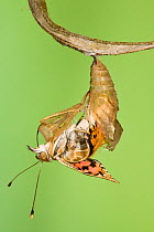 Painted lady butterfly (Vanessa / Cynthis cardui) emerging from chrysalis. Sequence 9/14.