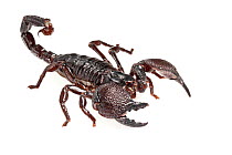 Imperial / Emperor / Giant African scorpion (Pandinus imperator). Captive bred.