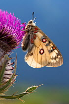 Apollo butterfly (Parnassius apollo) resting on thistle head. Nordtirol, Austrian Alps.
