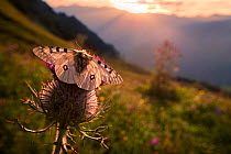 Apollo butterfly (Parnassius apollo) on thistle head in alpine meadow. Nordtirol, Austrian Alps.