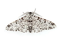 Peppered Moth (Biston betularia), typical form.