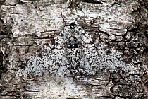 Peppered Moth (Biston betularia), typical form, camouflaged on birch tree bark. Derbyshire, UK, July.