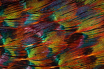 Close up of feathers of cock Pheasant (Phasianus colchicus).