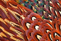 Close up of feathers of cock Pheasant (Phasianus colchicus).