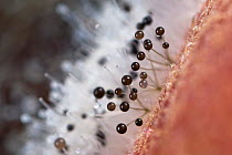 Pin mould {Mucor sp.} growing on peach, showing fruiting bodies (sporangia). UK.