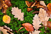 Dead leaves lying on Polytrichum Moss (Polytrichum commune) on forest floor. Peak District National Park, Derbyshire, UK, November.
