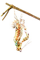 Spiny flower mantis (Pseudocreobotra wahlbergii) shedding skin. Captive, originating from Africa.
