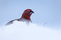 Red grouse male (Lagopus lagopus scoticus) on snow-covered moorland. Kinder Scout, Peak District National Park, Derbyshire, UK, February.