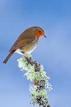 Robin (Erithacus rubecula) perched on lichen-encrusted twig. Inverness-shire, Scotland, November.